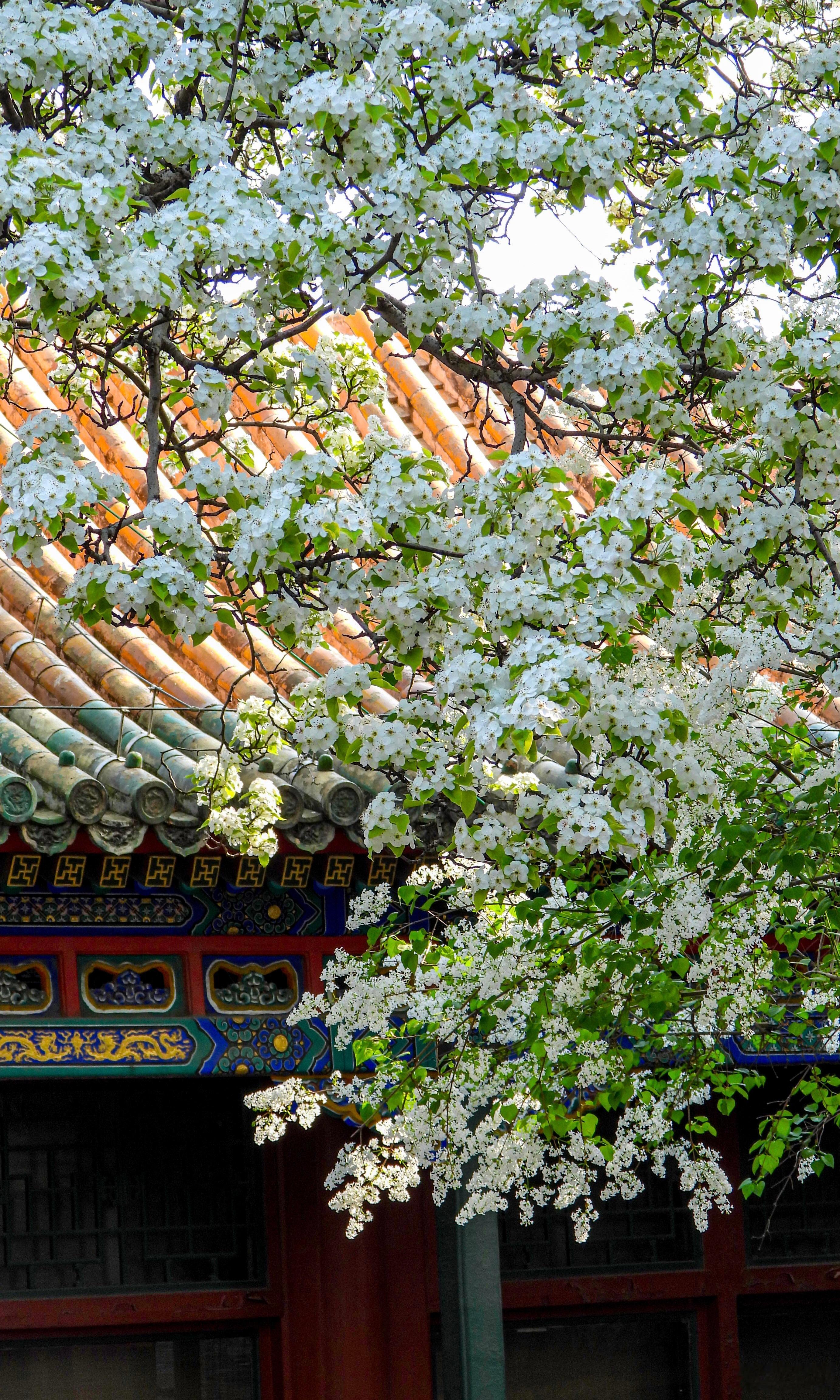 【北海公园】古殿凝春雾，琼芳覆短墙。雪浮梨影瘦，玉照棠色香。碎影丁香暗，和风翠瓦