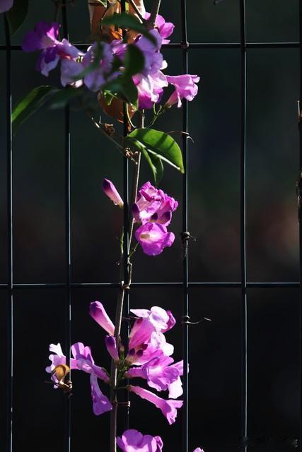 朝绽暮收，牵牛花自揽清风～寻美河南 ​​​