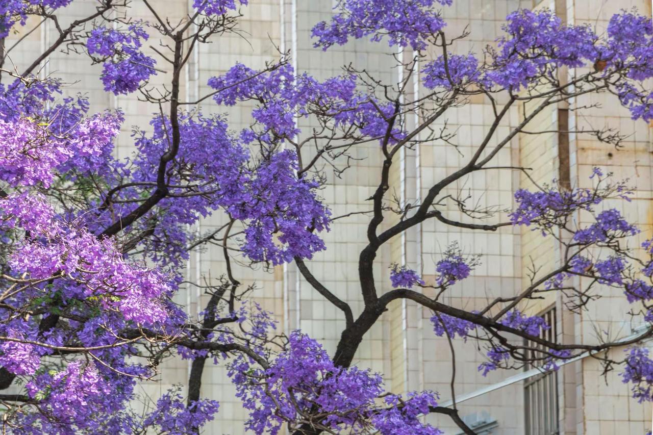 昆明教场中路蓝花楹。昆明教场中路蓝花楹
