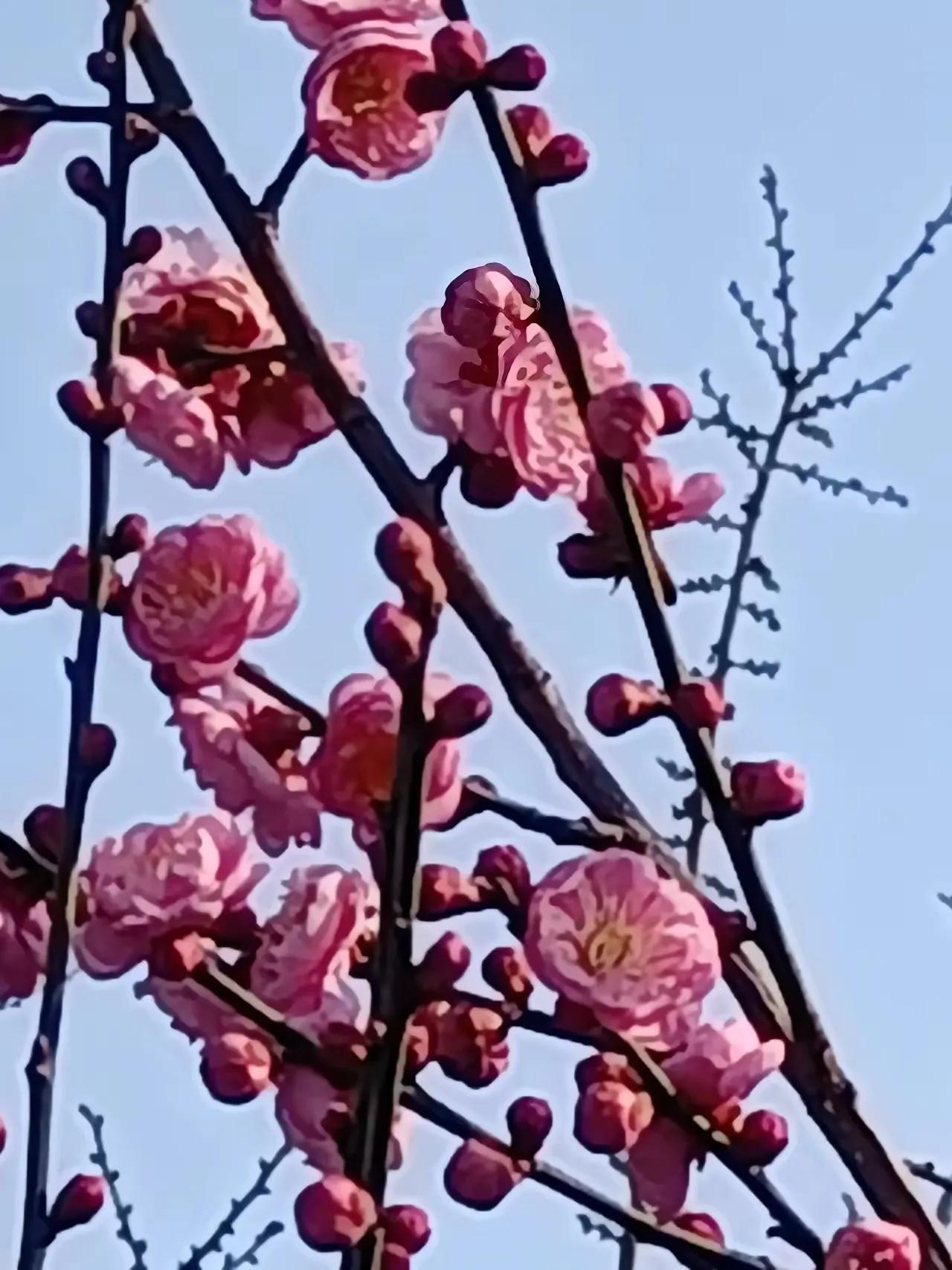 虞美人
赞春天
冬雪已至春来到，春景万象新。阳光灿烂暖洋洋，山坡嫩草翠绿、赏春景