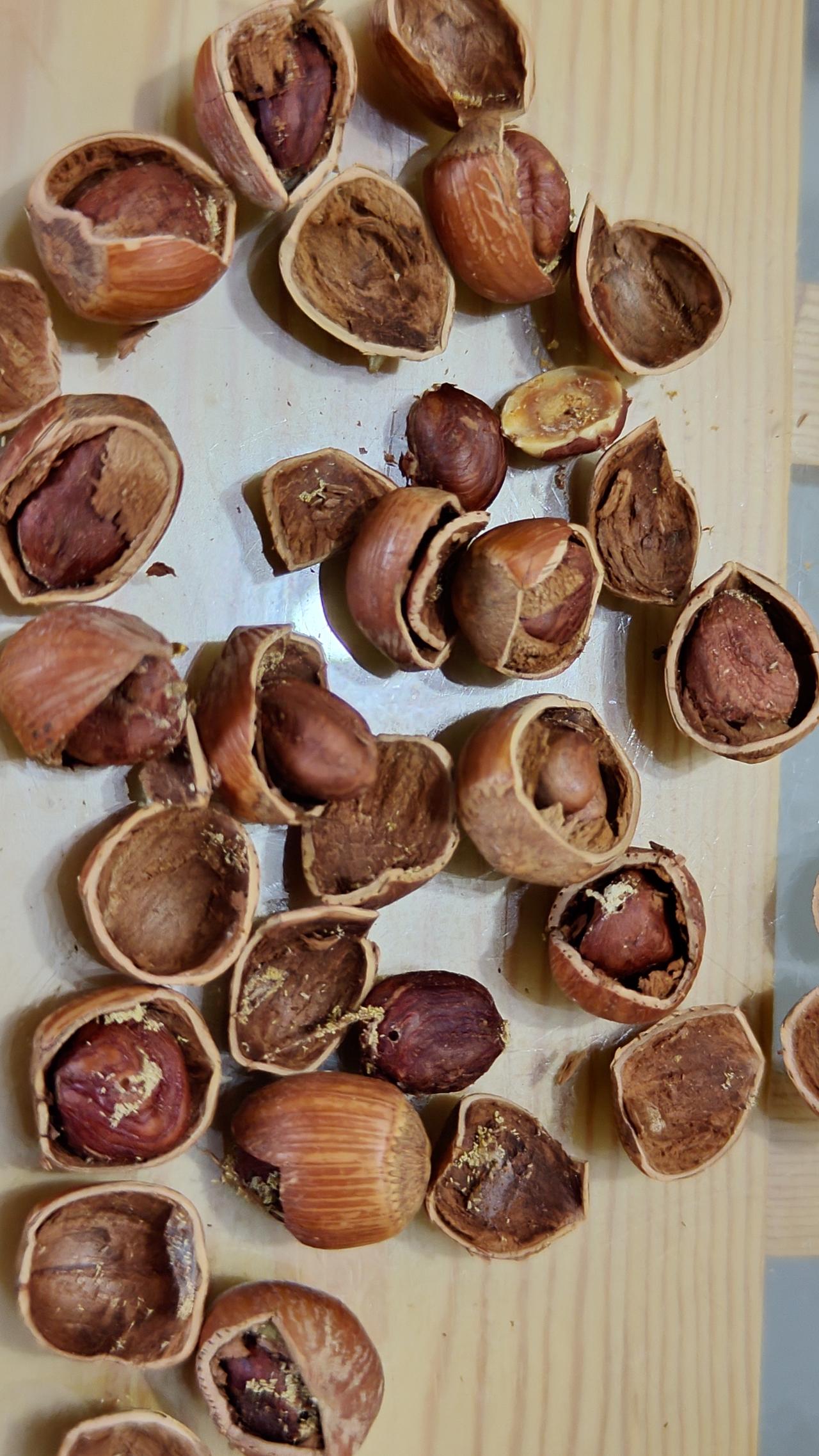 批发市场的榛子，为什么试吃的时候是好的？买回来就是发霉的？