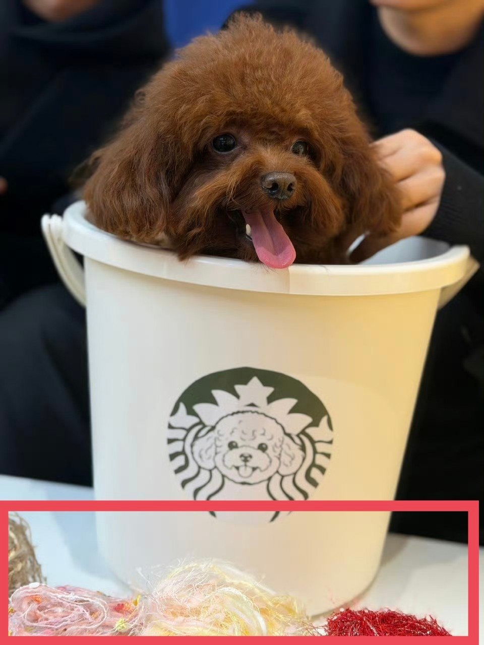 所以是不是应该还有一个给乐乐织领结vlog 