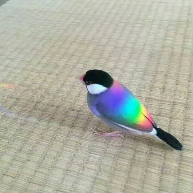 不要无视，收下这只彩虹鸟，清除这一个月的霉运[赞] ​​​
