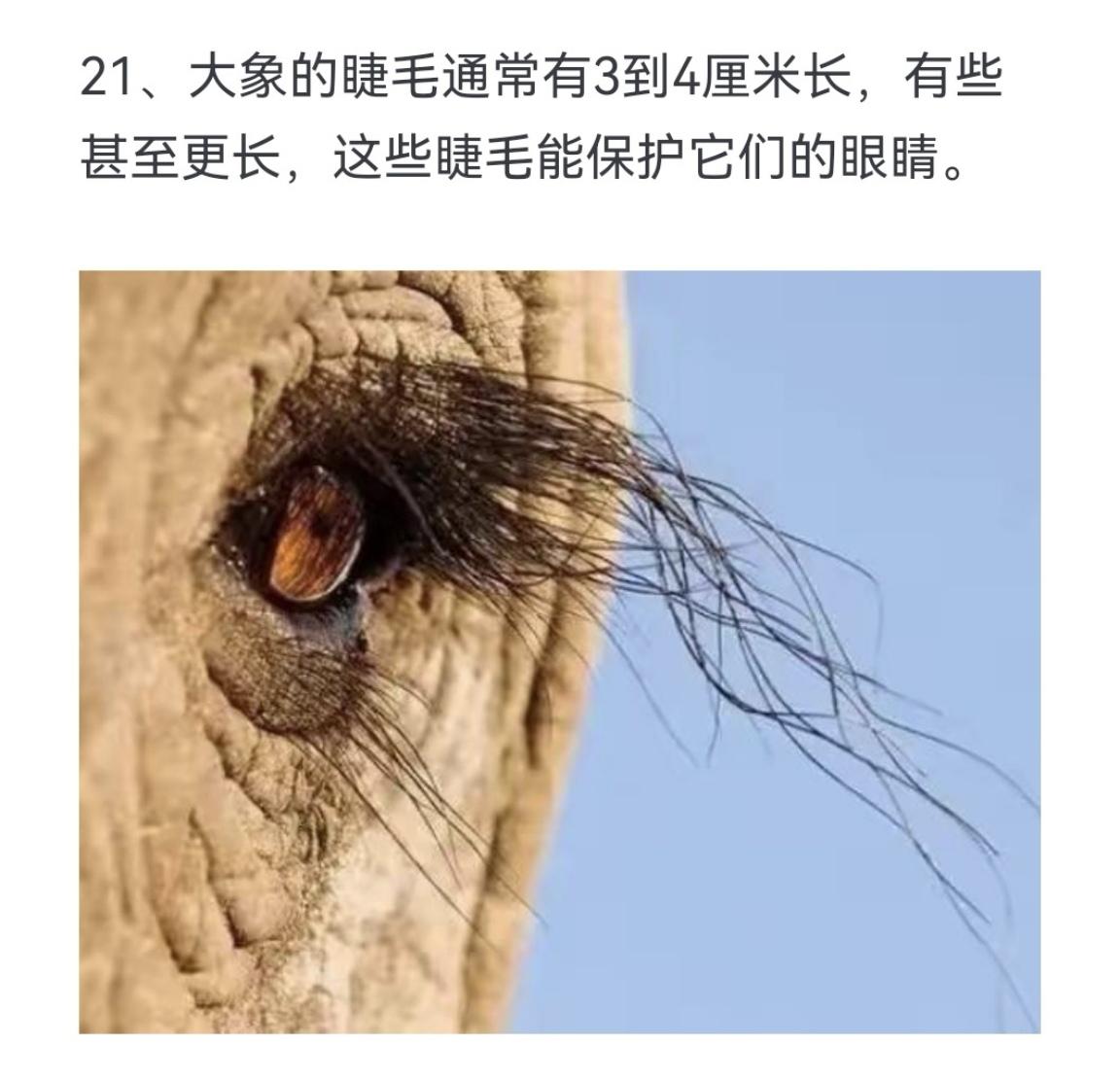 为什么人的眉毛不能长这么长