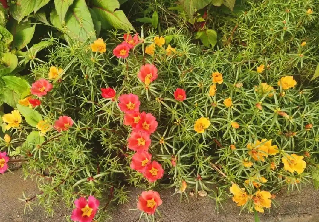 我觉得生命本质就是向上活着，即便艰难也不选择退缩。