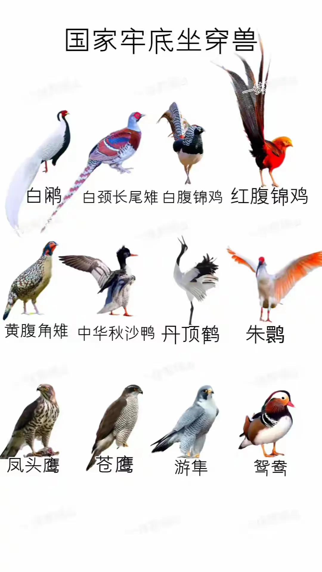 国家牢底坐穿兽。
白鹇、白颈长尾雉、白腹锦鸡、红腹锦鸡、黄腹角雉、中华秋沙鸭、丹