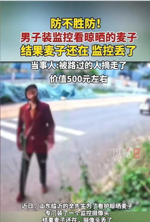 6月16日，山东临沂，一男子家刚收了麦子，放在路边晾晒。因为担心麦子被偷，男子花