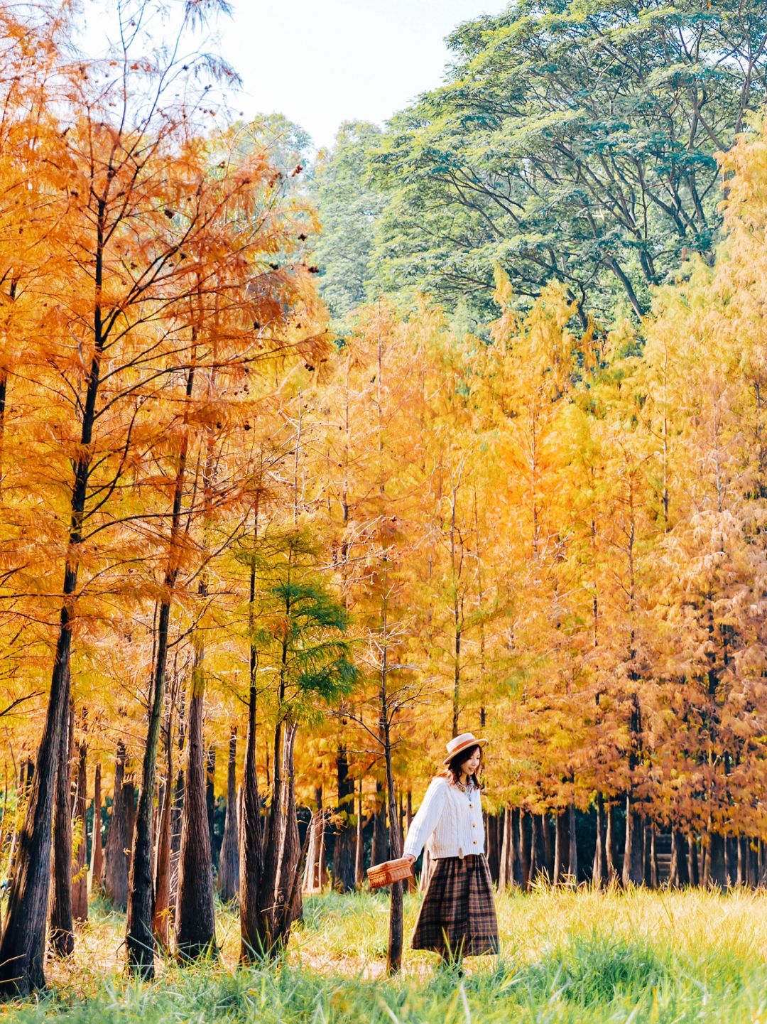 这片落羽杉小树林美哭了🍂五彩斑斓超好看！