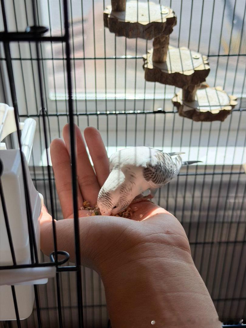 养个鸟养出教育理念差异了我说要训好得稍微饿一饿，要强制爱一点让它适应人类的抚触，