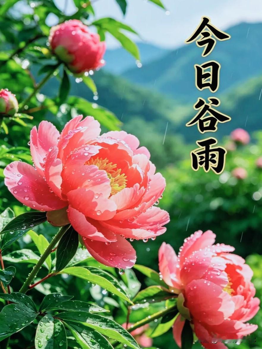 🌧️今日谷雨，春将尽，夏可期🌺
 
4月20日，我们迎来春季最后一个节气——