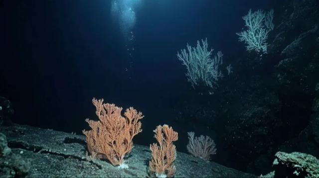 6000米海底挖矿，日本砸重金能否摆脱“稀土焦虑”？

日本“地球号”科考船最近