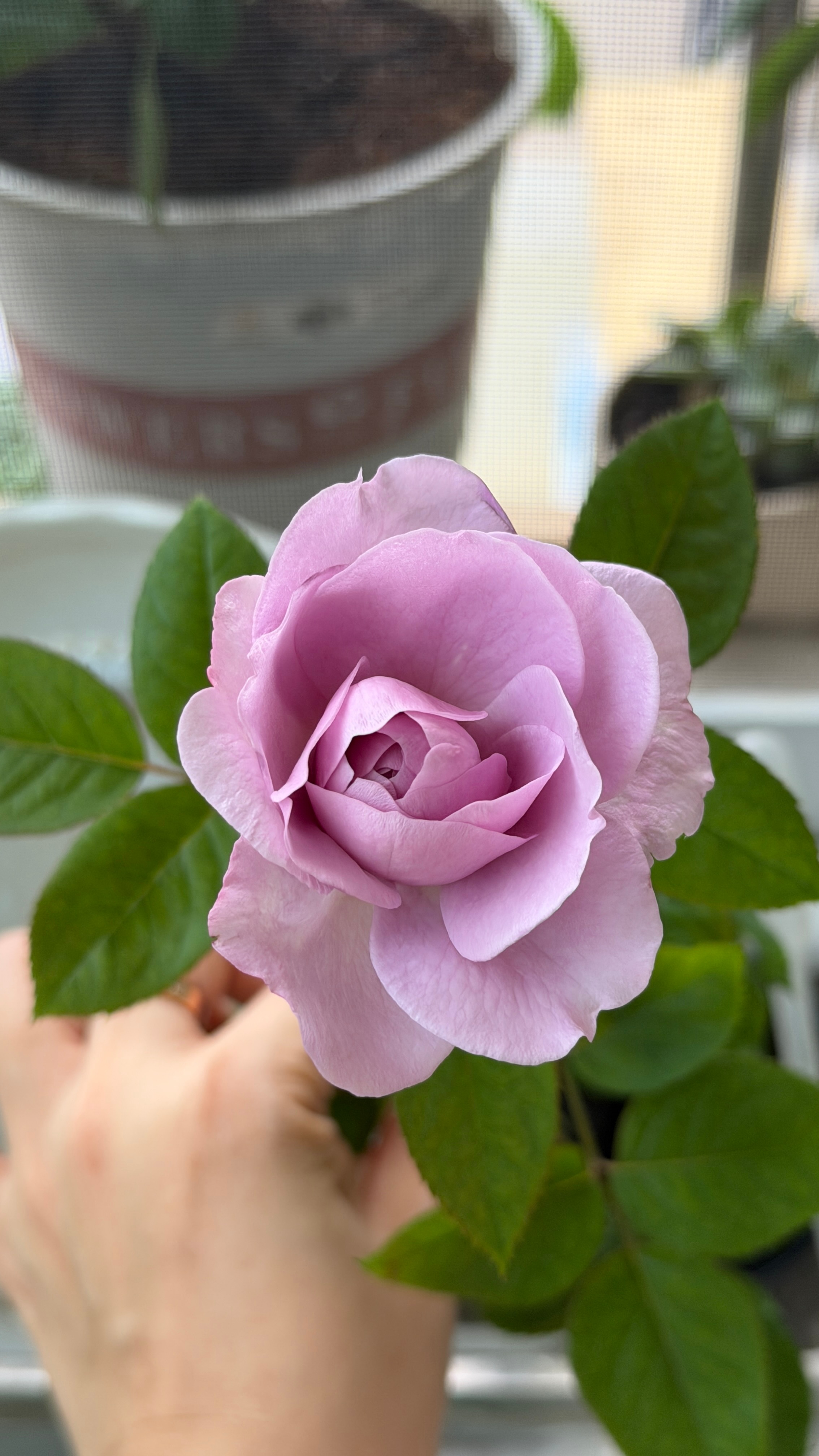 下班回来采几朵花花(｡･ω･｡)つ🌷洗洗睡了，3am 看球