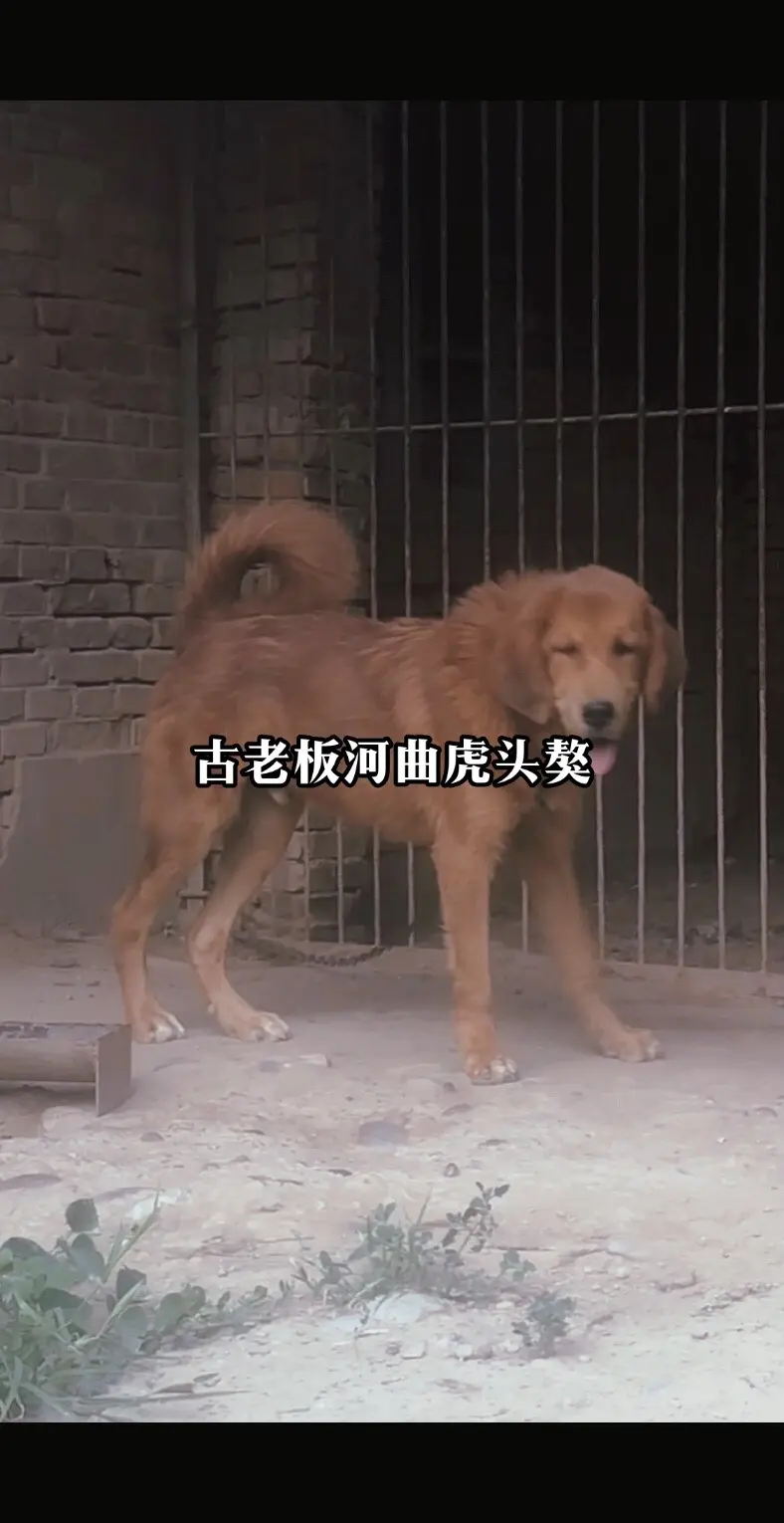 七个月虎头公獒