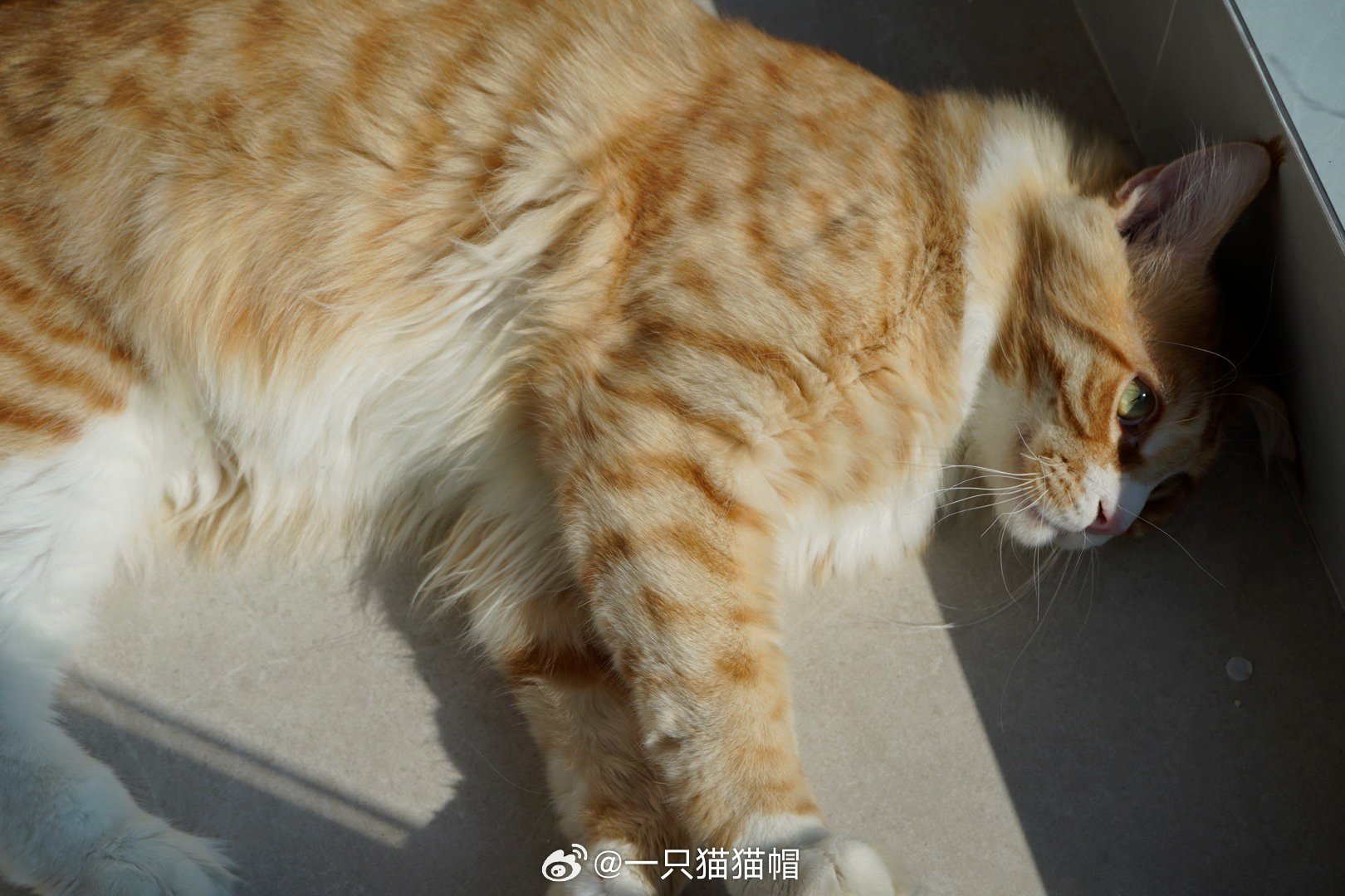经常主动挑起事端，别的毛路过它都要扒几下但是似乎在猫猫里猫缘还不错….这就是主动
