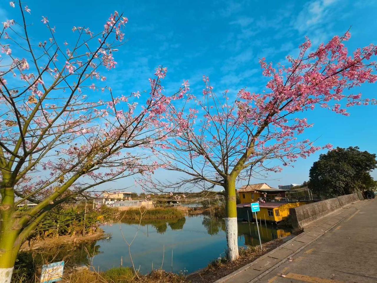 解锁海鸥岛环岛骑行。
从烈日、橘色日落骑进夜色，沿途风景如画，喜欢这种自由在风里