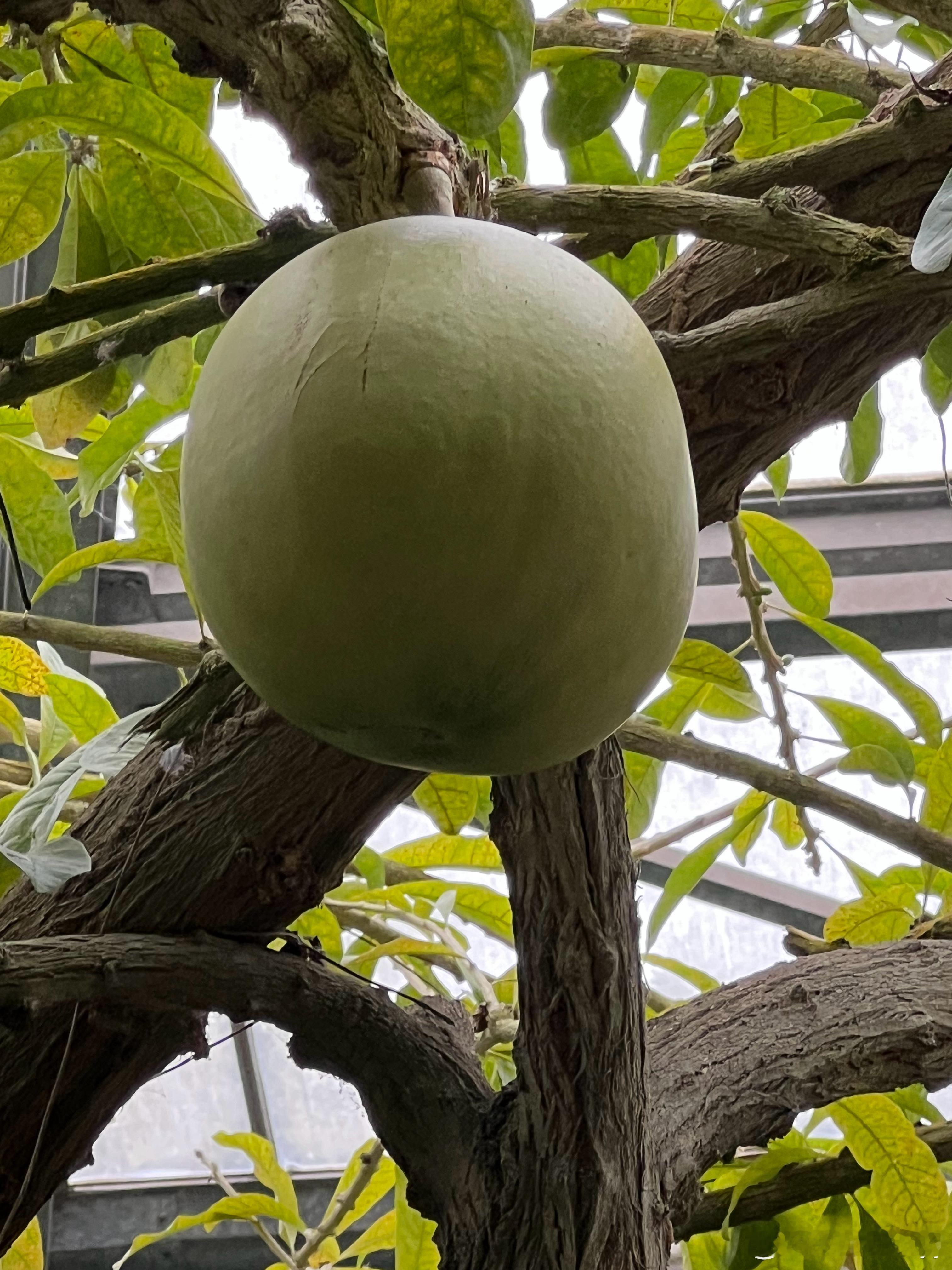 广州华南植物园美丽的珍稀植物。 ​​​