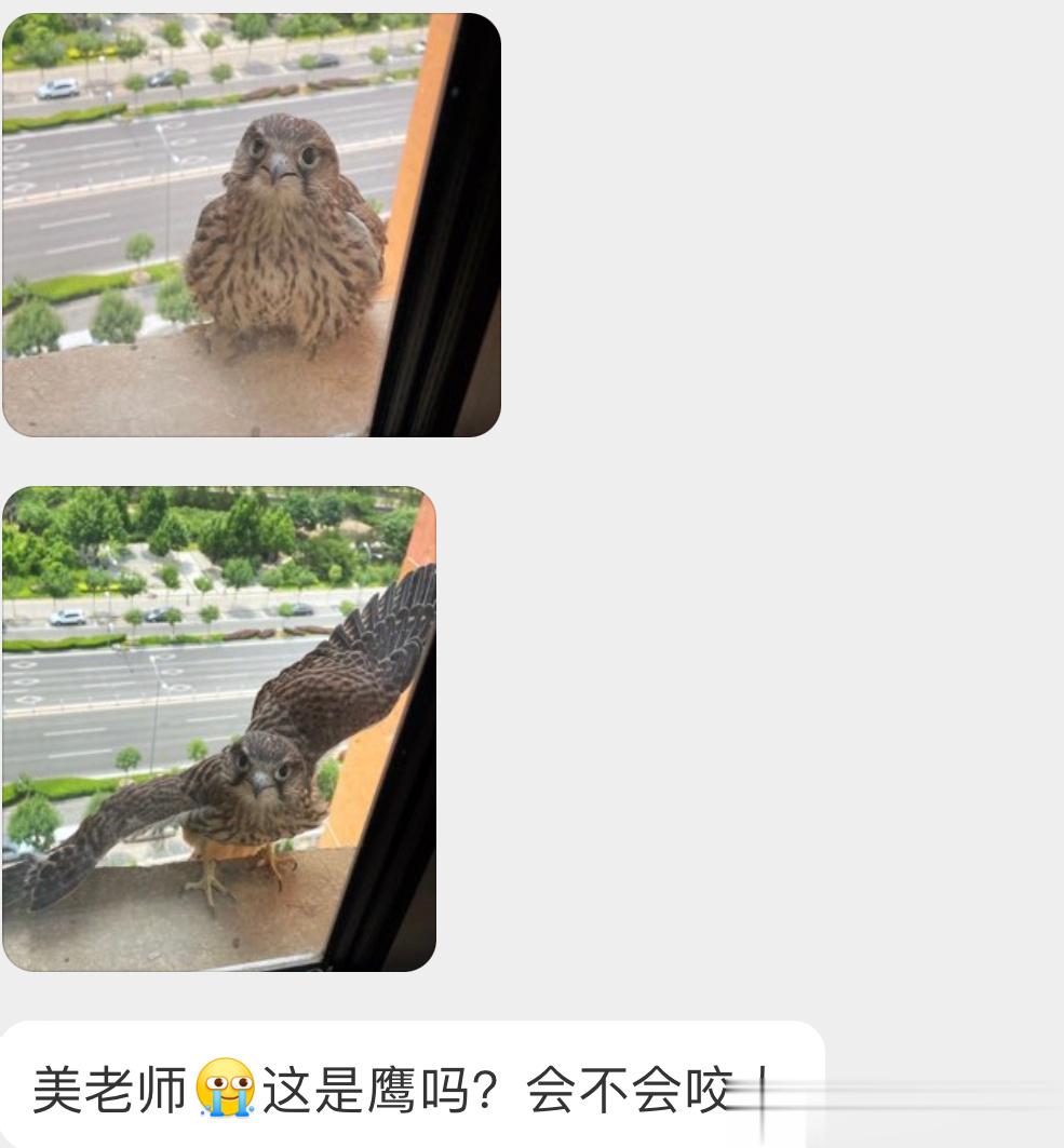 #鸟粉投稿# 窗外停落的一只红隼不咬人的，等吃完人它就会飞走了 ​​​