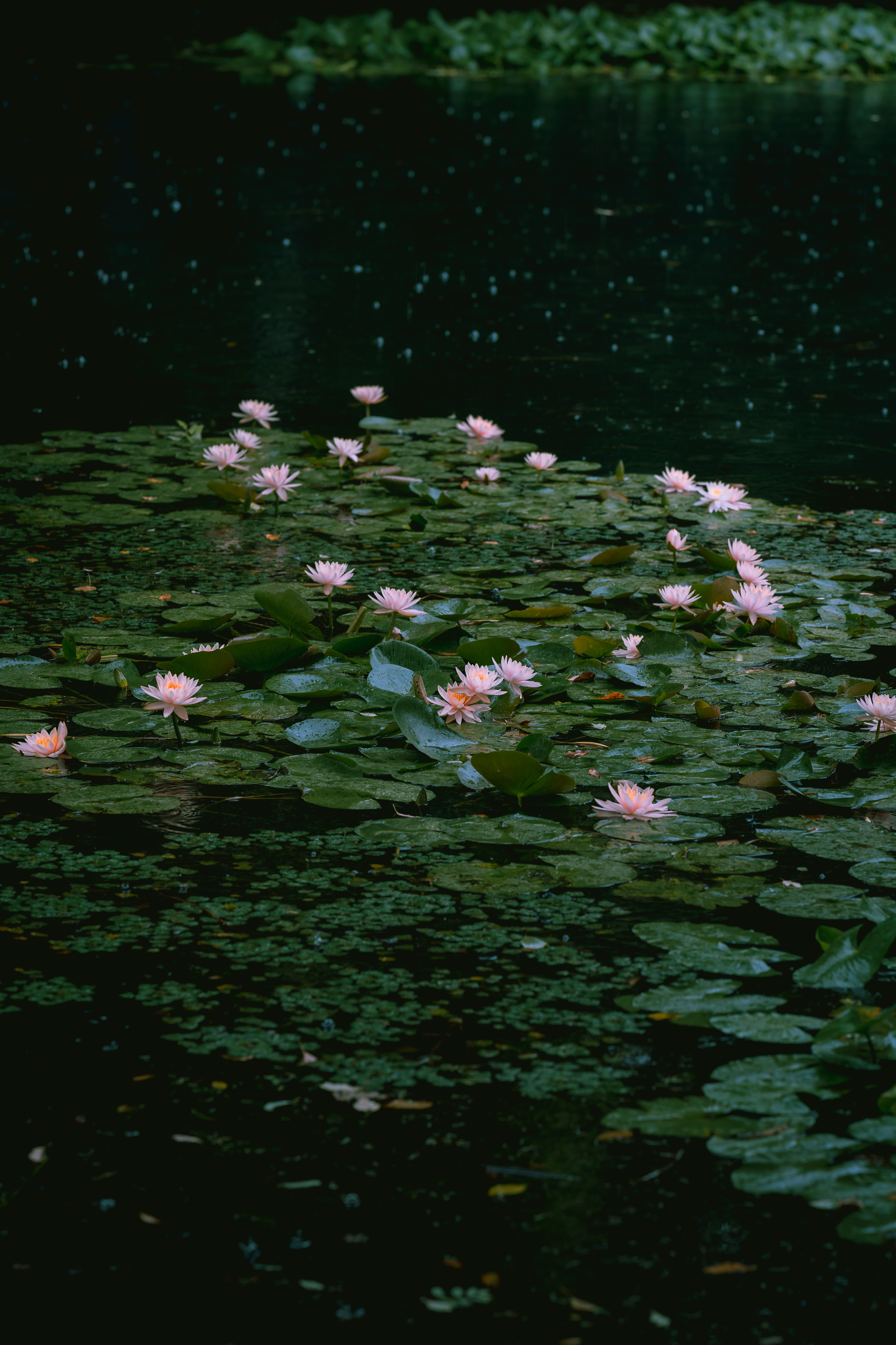 雨中睡莲 