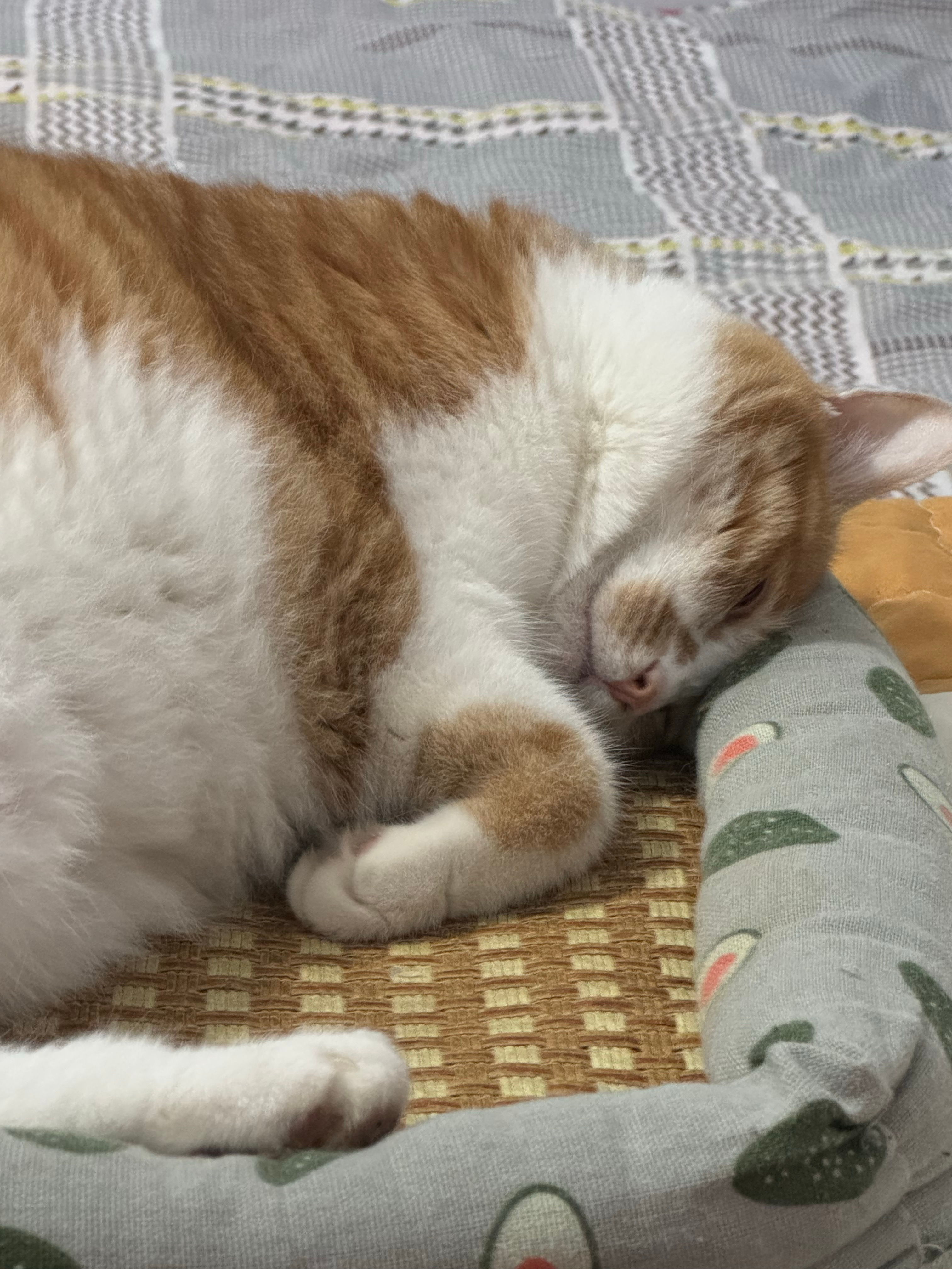 早安～喵～ 