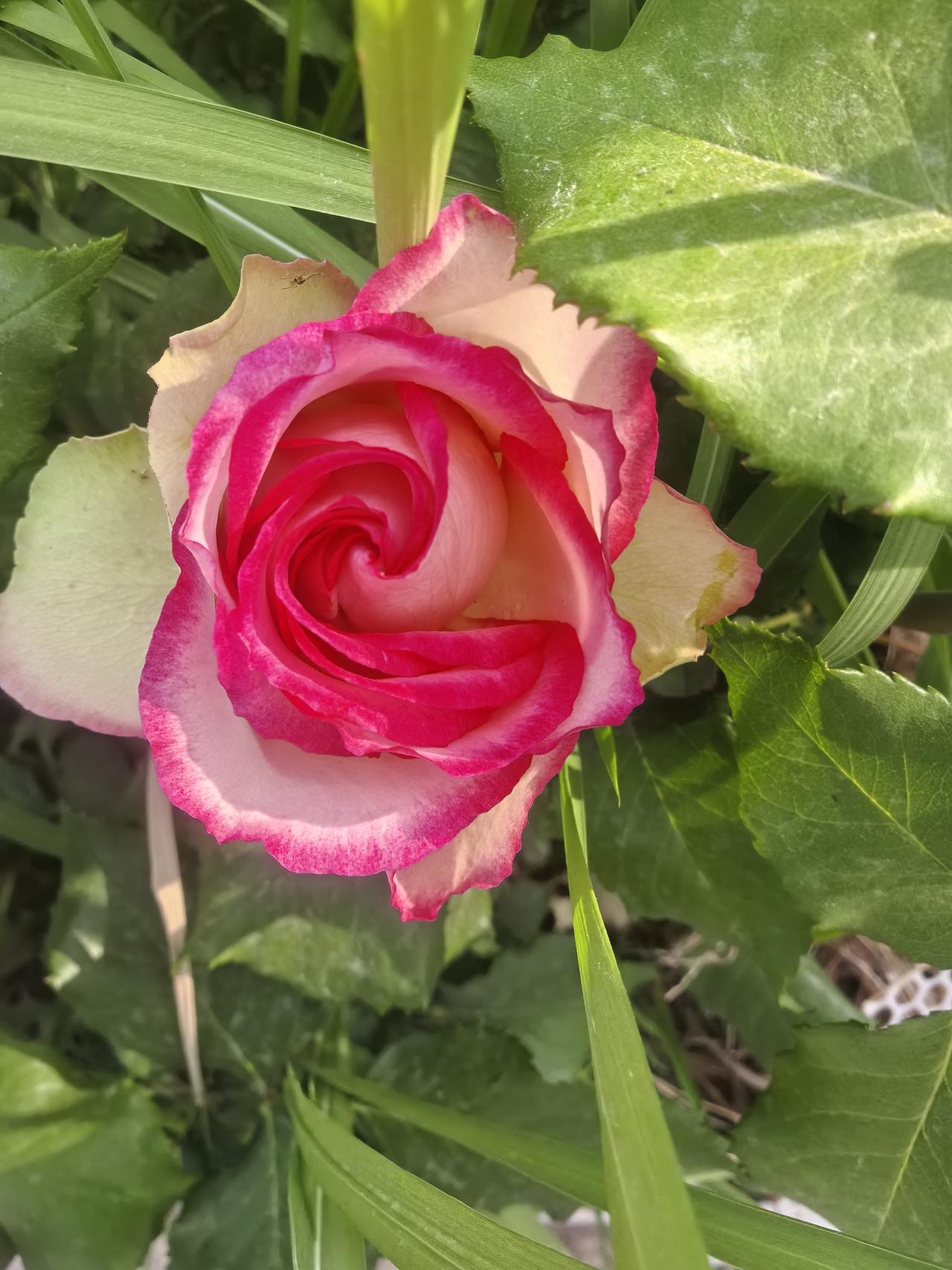 你拍过月季花吗？