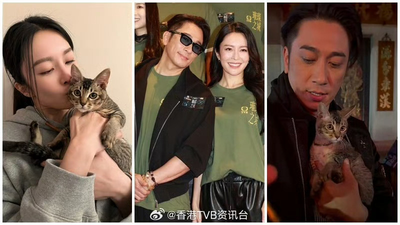 港媒这届侦探有点东西，一只猫就能扒出疑似恋情？🐱看到曝吴卓羲张曦雯恋情 这个热
