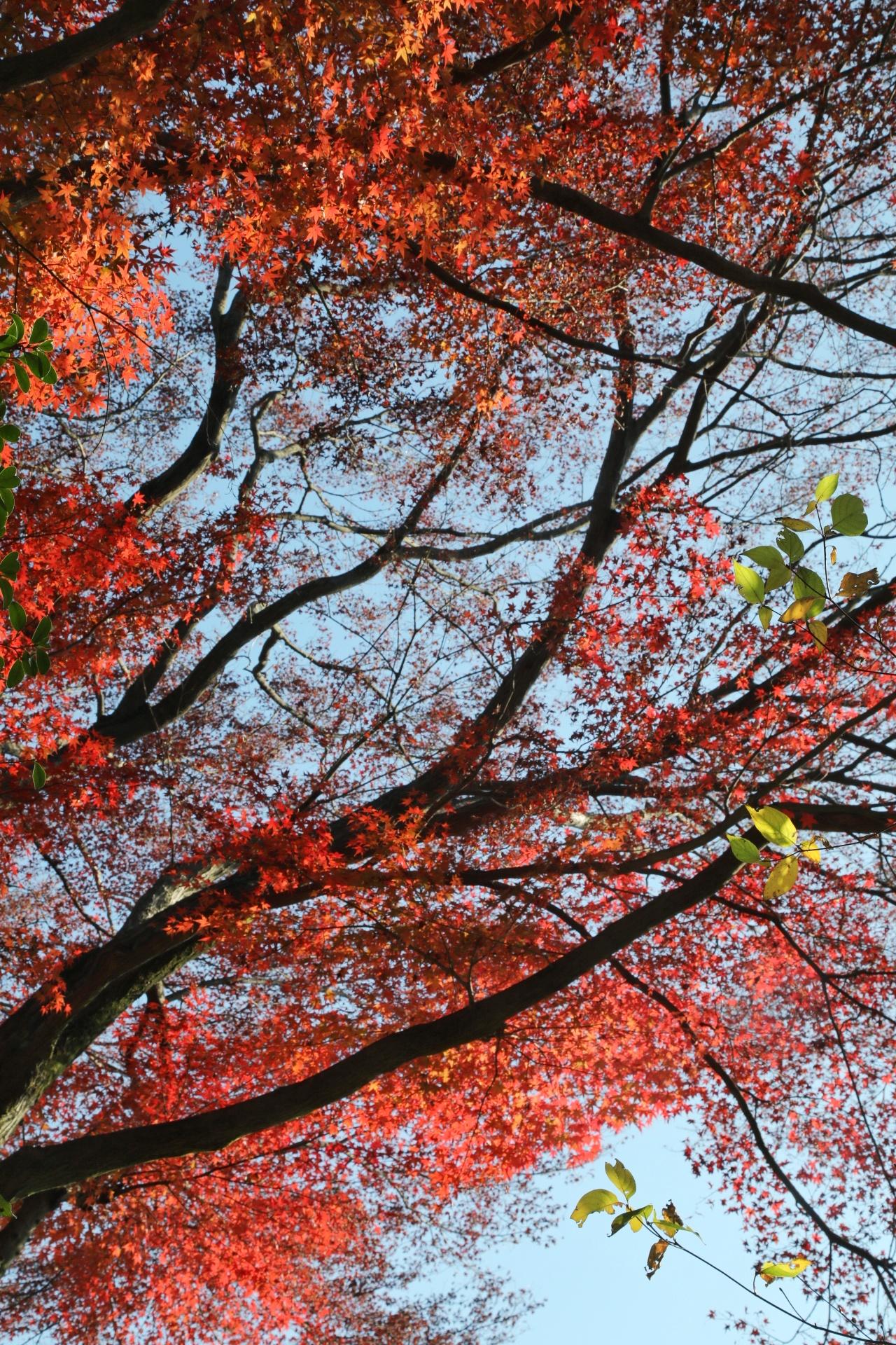林徽因说：
你迟到了很多年，
可我依然为你的到来而高兴。
能给你的东西实在不多，