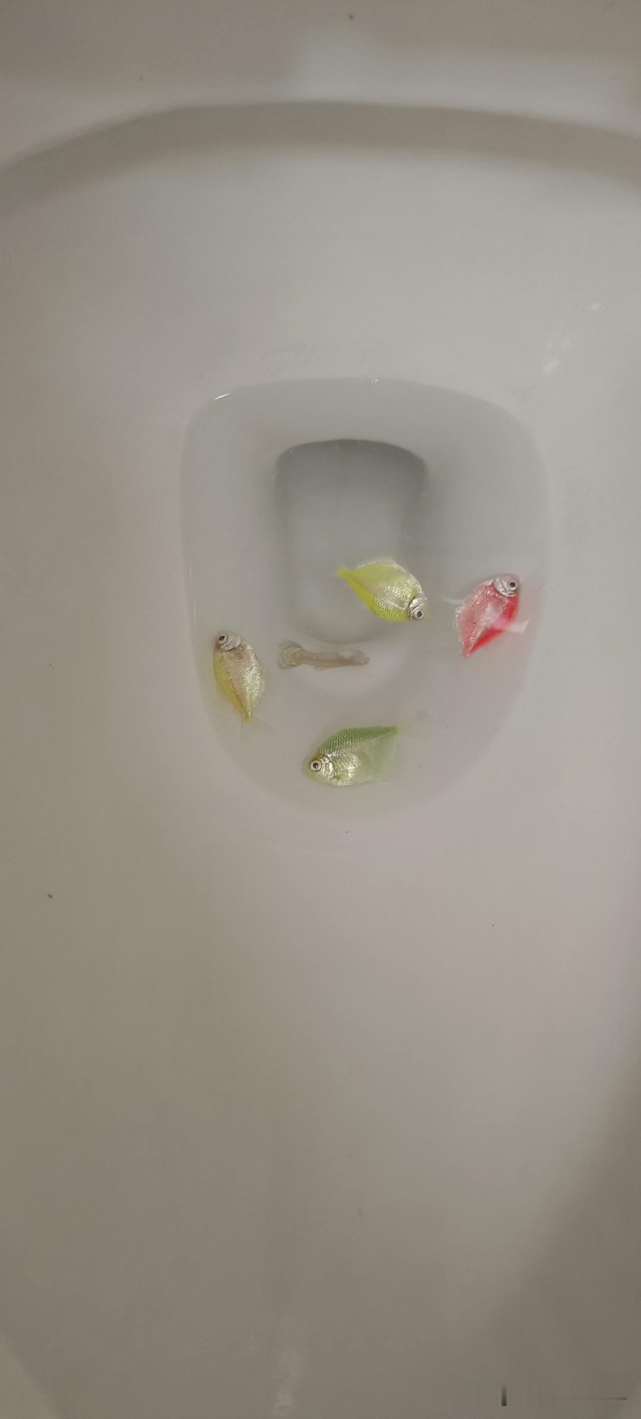 心疼我的10块钱呀！心疼这几条小生命。
昨天在鱼贩子里的鱼缸里还游的逍遥自在，还