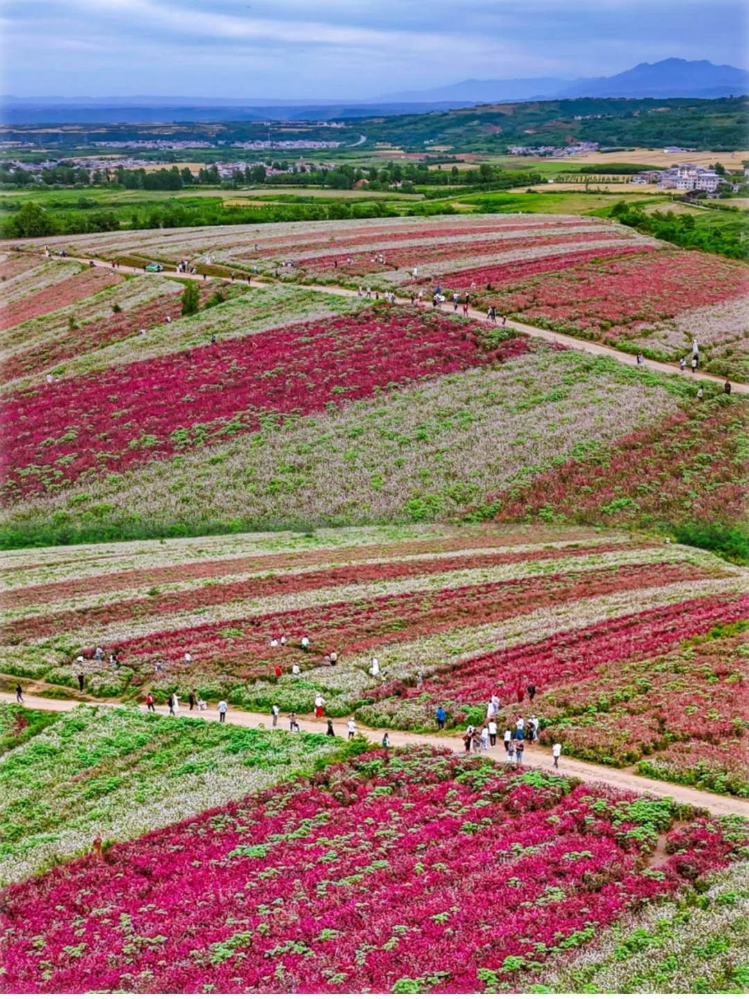 西安1h直达🚌《主角》影视基地+梯田花海~
