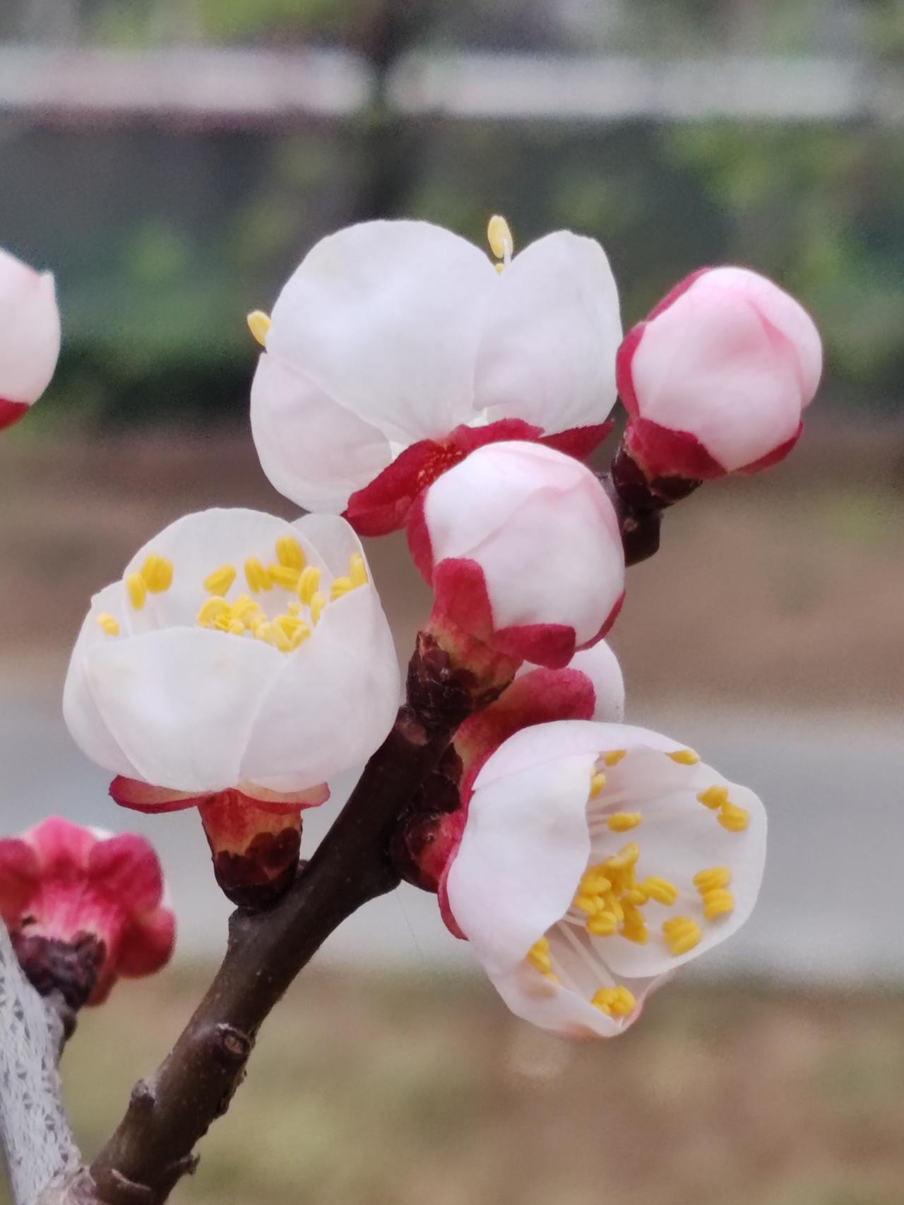 文章写得好，分析得透彻。美国秉持霸权论，在未受威胁时，会展现出和善的面目。然而，