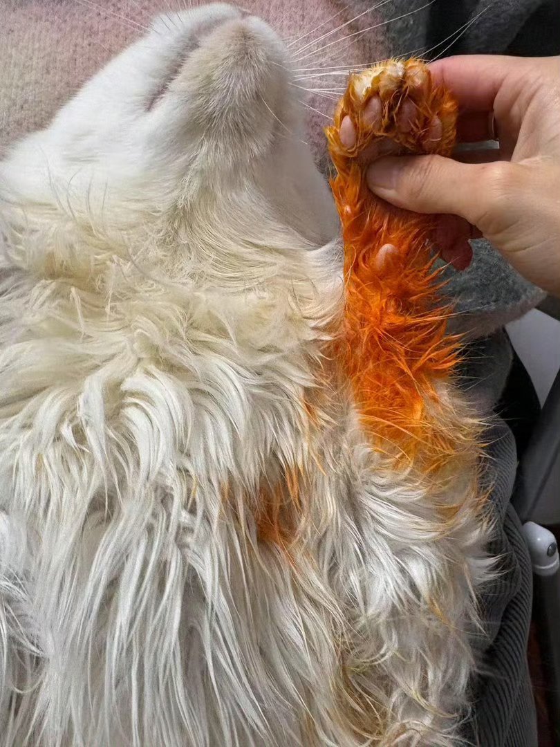 小猫跳桌上一脚踩爆辣螺蛳粉里怎么办 