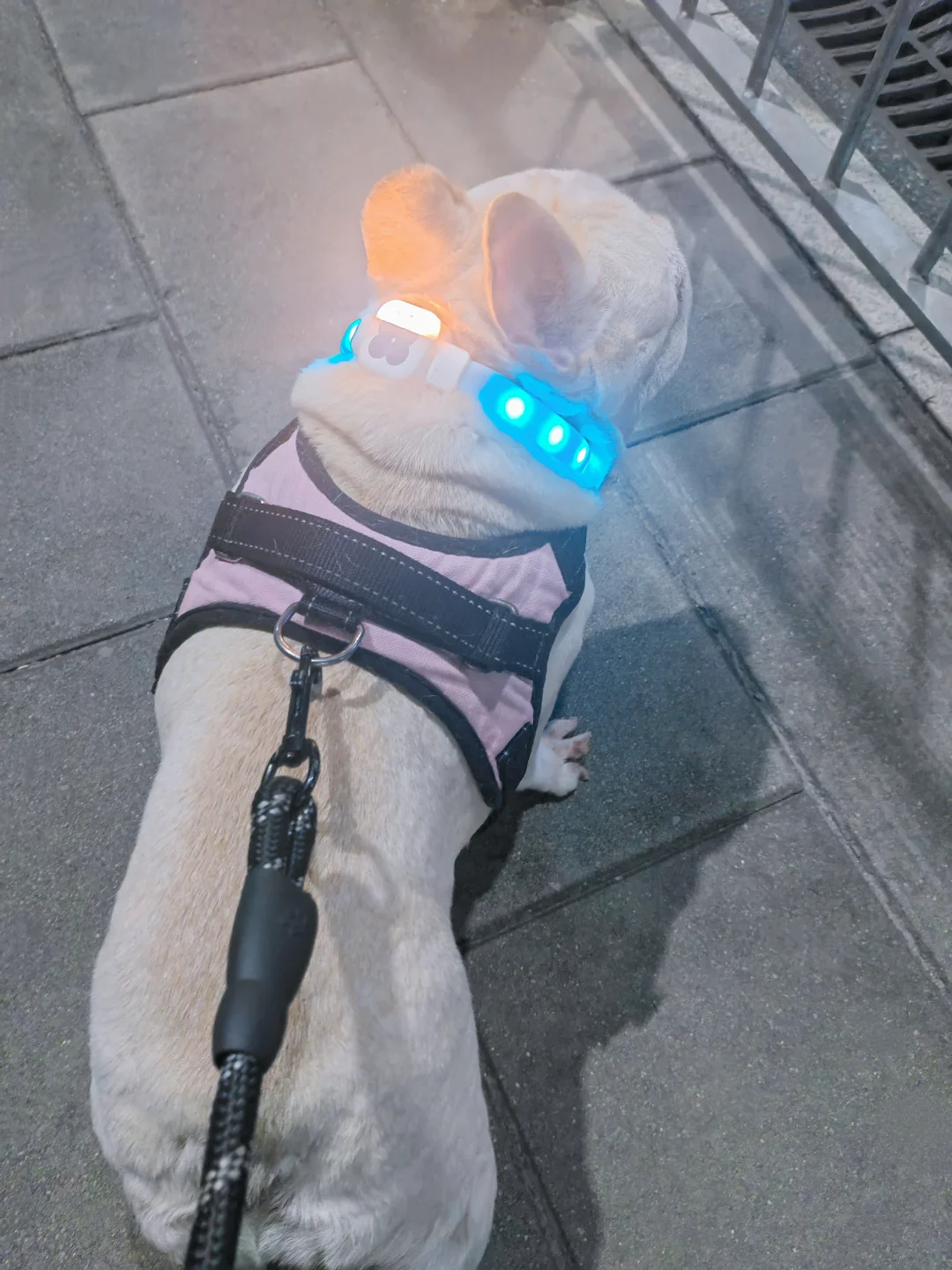 夜游闪闪小狗上线💡