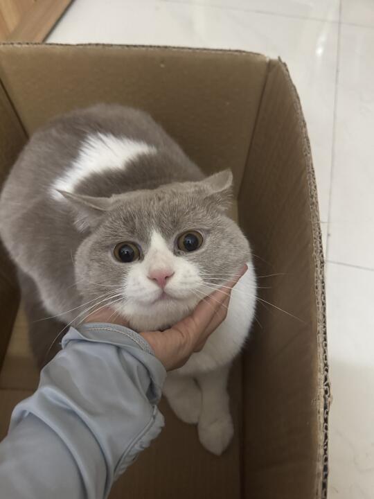 新手养猫必须做好定期驱虫