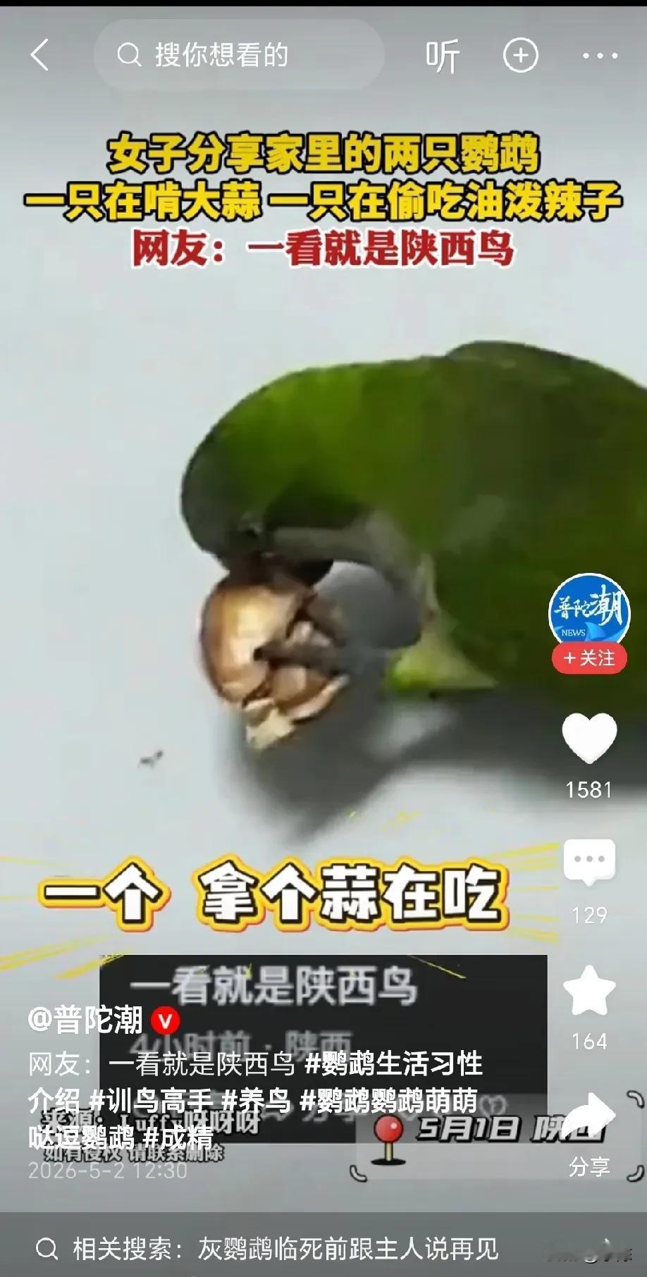 “吃香的，喝辣的”！女子家养了两只鹦鹉，到了喂食时间，两只鹦鹉一个啃大蒜，一个偷