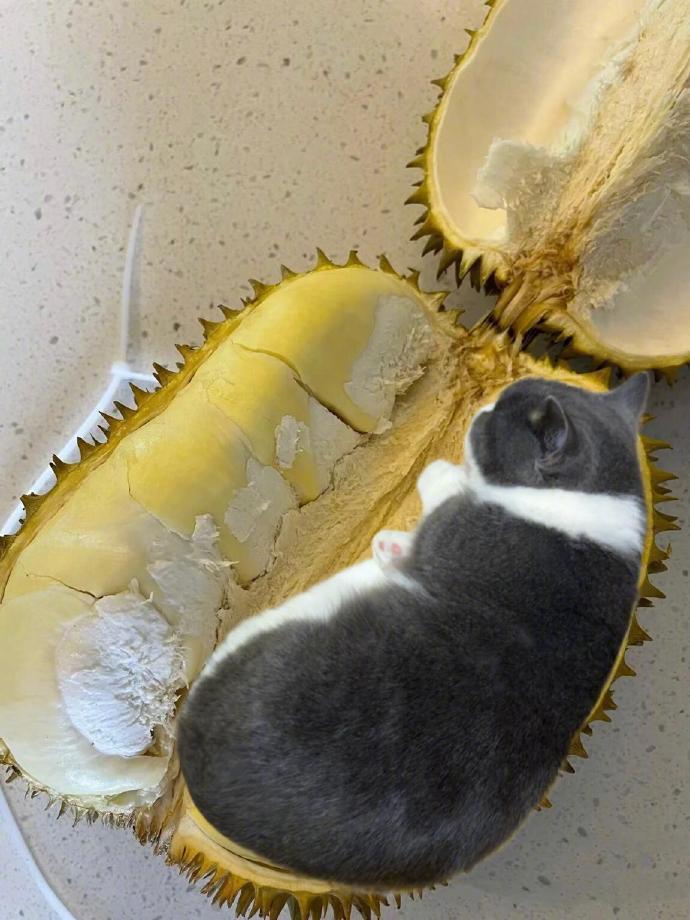 天呐 开到真猫山王榴莲了！ ​​​