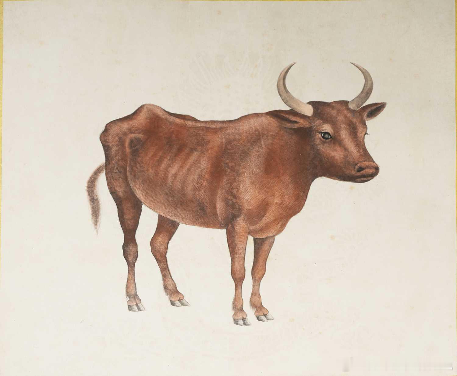 清末皇室动物画册 