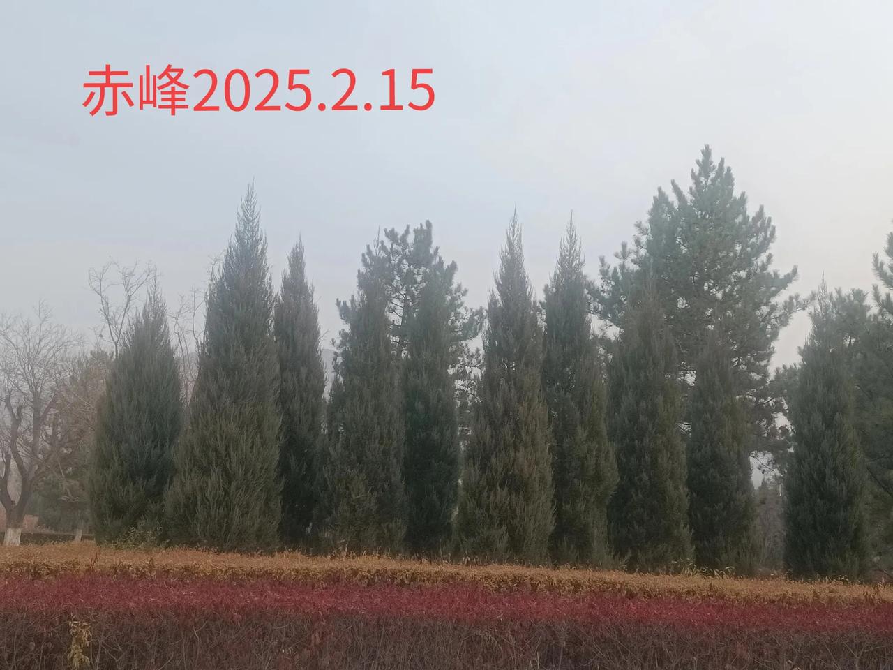 看看你拍摄的树木照片路边随拍，树木风景。