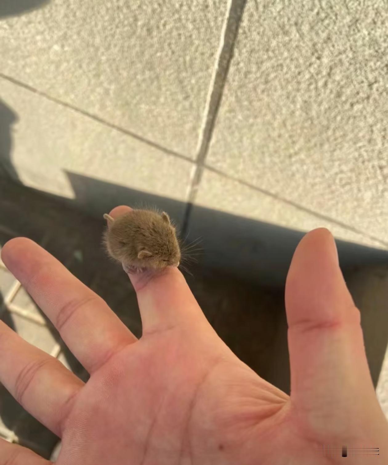 来个北方的朋友说一下，你们那边的老鼠真的这么小吗？