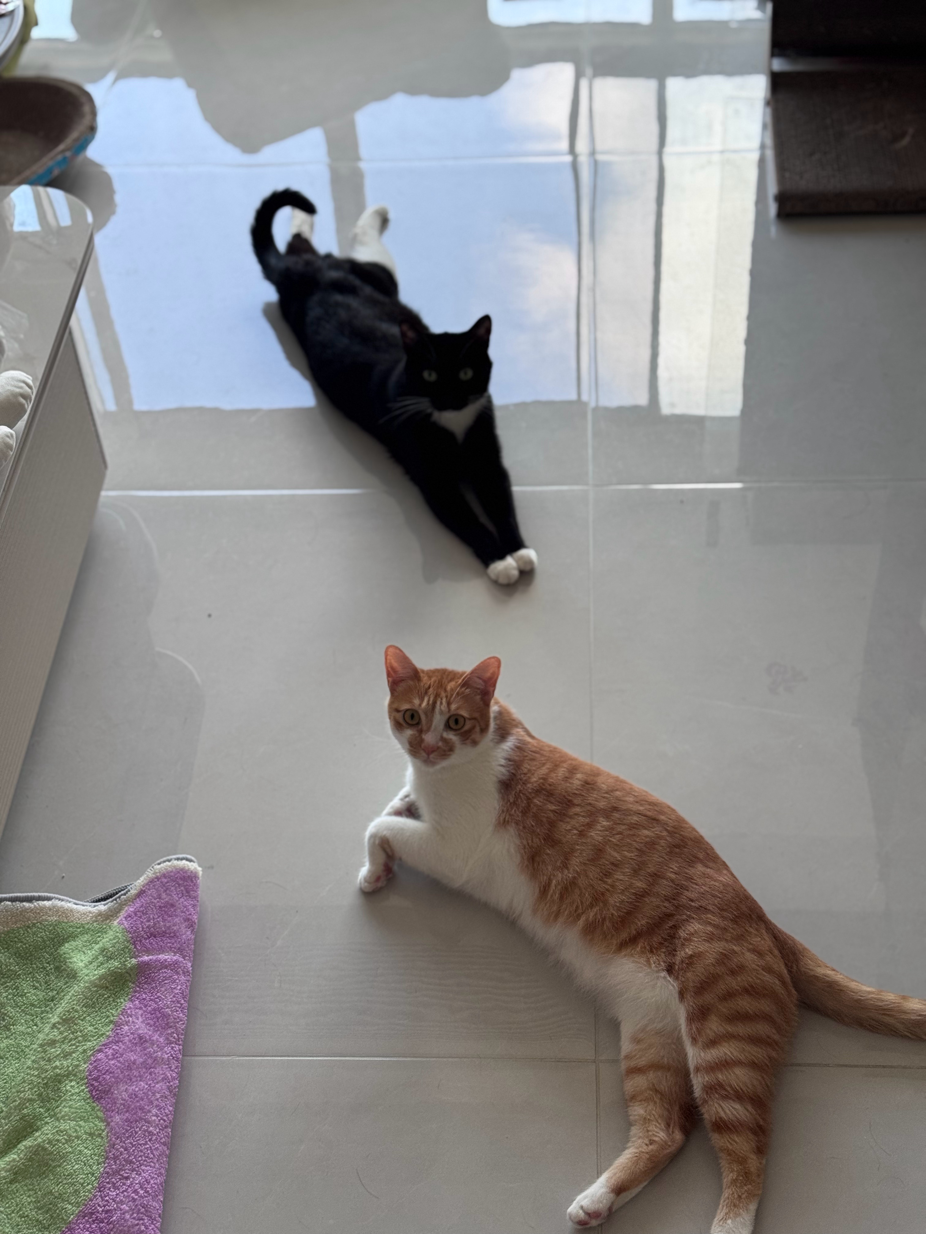 猫热化了🫠