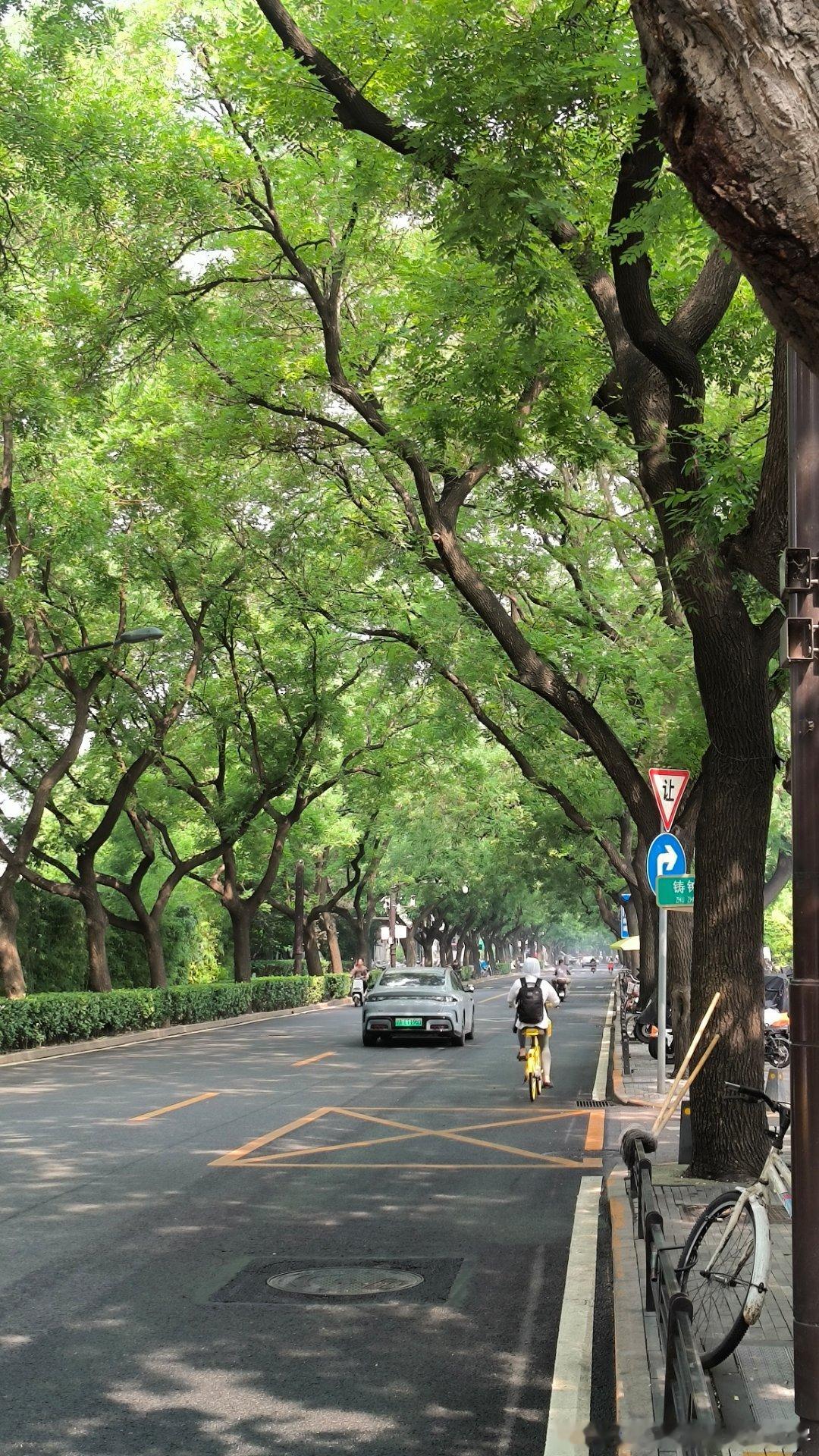 绿荫蔽日 