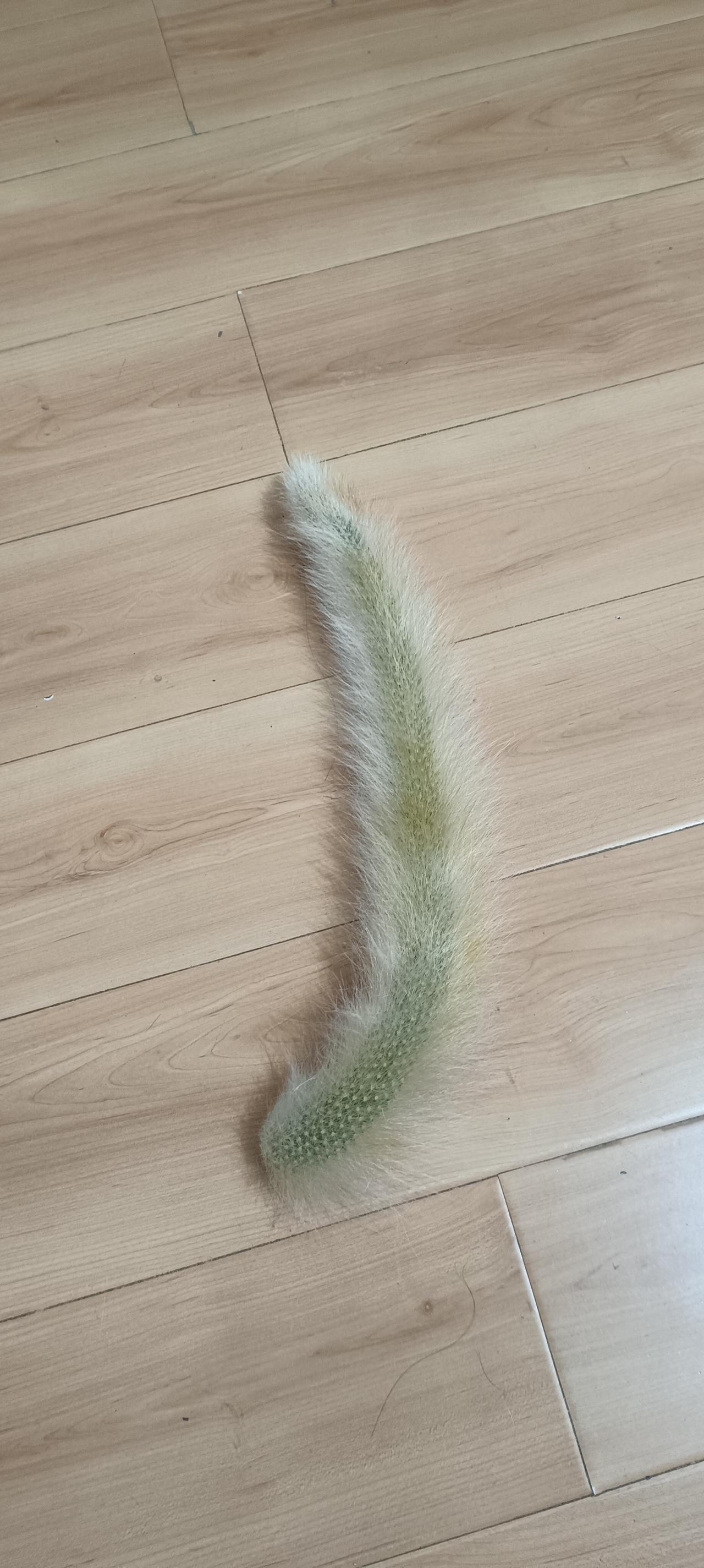 免费送长毛九尾狐仙人掌，仅此一根