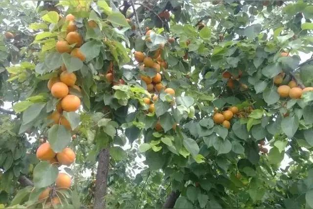 今天和婆婆视频聊天，婆婆说家门口的杏子泛黄了，看上去十分诱人，不过还未熟透，吃起
