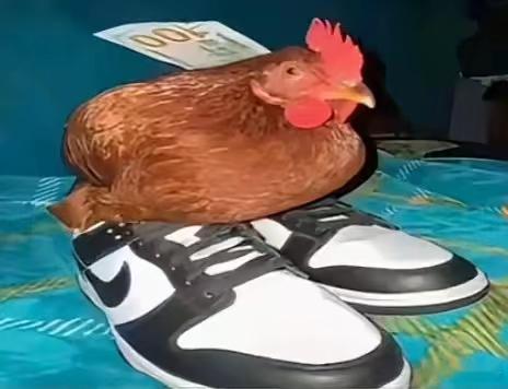 这是我精心挑选的动物穿鞋图 