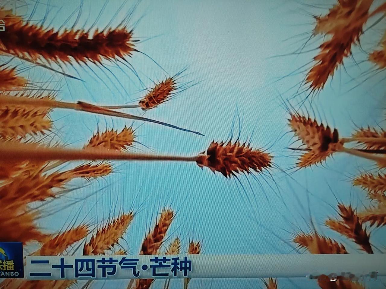 今天是六 月五 日阴历五 月初十日卄四节气第九个节气——芒种。中央电视台新闻联播