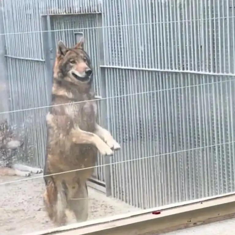 近日，河南平顶山河滨公园动物园内，一只狼见到游客便直立起身、两只前爪抱在胸前晃动
