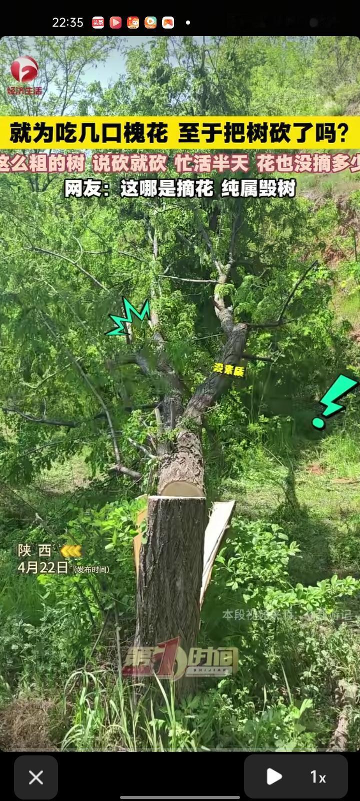 4月18日，陕西西安。男子发视频吐槽称，有人就为了摘槐花，竟直接锯断一棵大槐树，