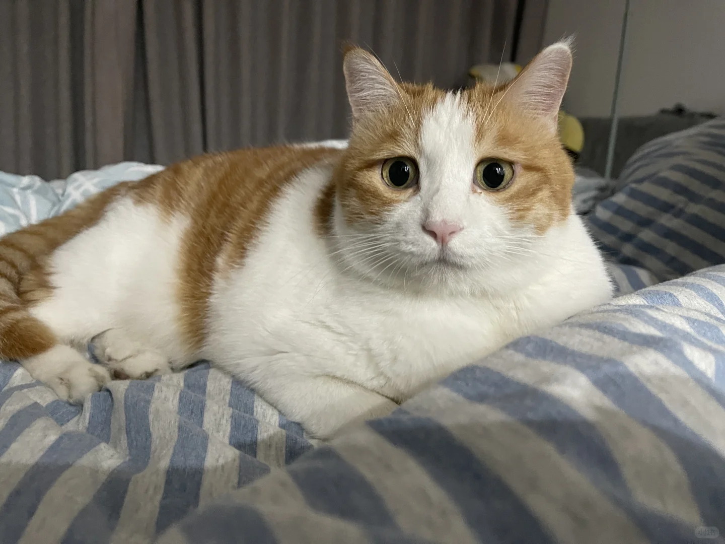 大犟种