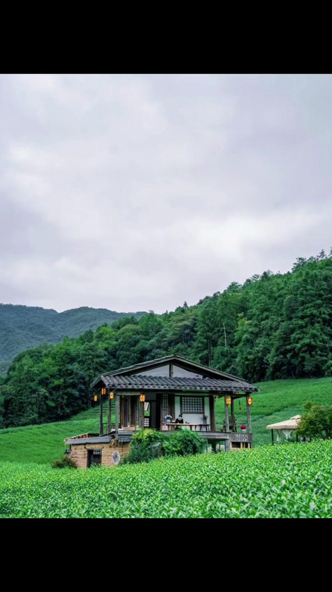 🏞️车子驶入武夷腹地，喧嚣瞬间被层层绿意隔绝。抬眼便是黛色山峦与流动的轻纱般云