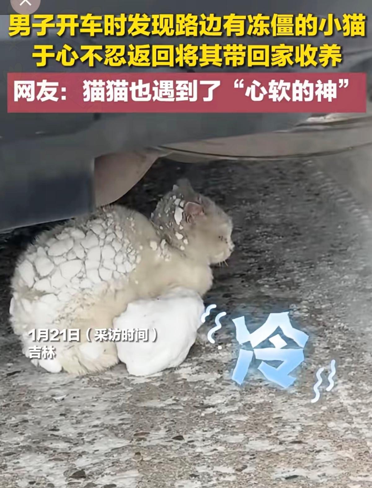 零下二十几度的吉林街头，一份心软的善意，愣是从寒冬里抢回了一条小生命！
    