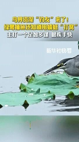 钓鱼佬的尽头，竟然是只鸟？

最近那个绿鹭捕鱼的视频，真给我看傻了。

站荷叶上