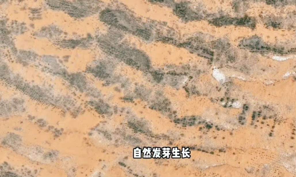 被中国人的沙漠植树奇迹震撼了跨越岁月的治沙行动，让荒漠不断退缩，绿地持续扩张。凭